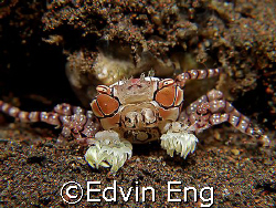 The Pom-pom Crab! Taken in Tulamben with Canon G7. by Edvin Eng 